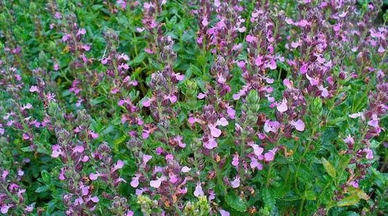 podubica_Teucrium chamaedrys